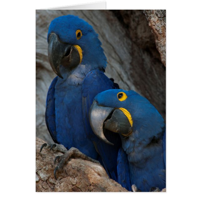 Twee Hyacinth Macaws, Brazilië (Voorkant)