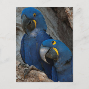 Twee Hyacinth Macaws, Brazilië Briefkaart