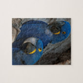Twee Hyacinth Macaws, Brazilië Legpuzzel (Horizontaal)