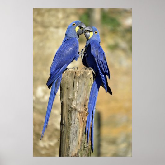 Twee hyacinth macaws poster (Voorkant)