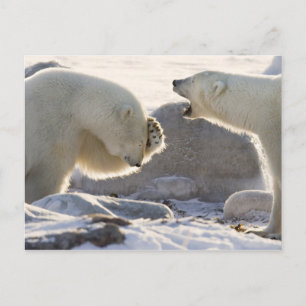 Twee ijsberen briefkaart