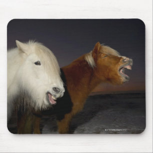 Twee IJslandse paarden Muismat