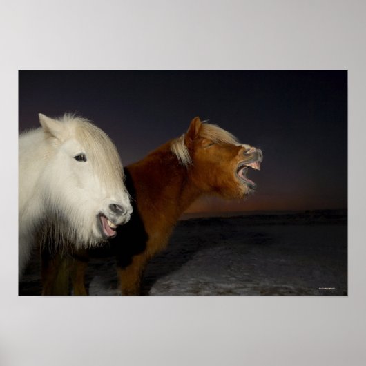 Twee IJslandse paarden Poster (Voorkant)