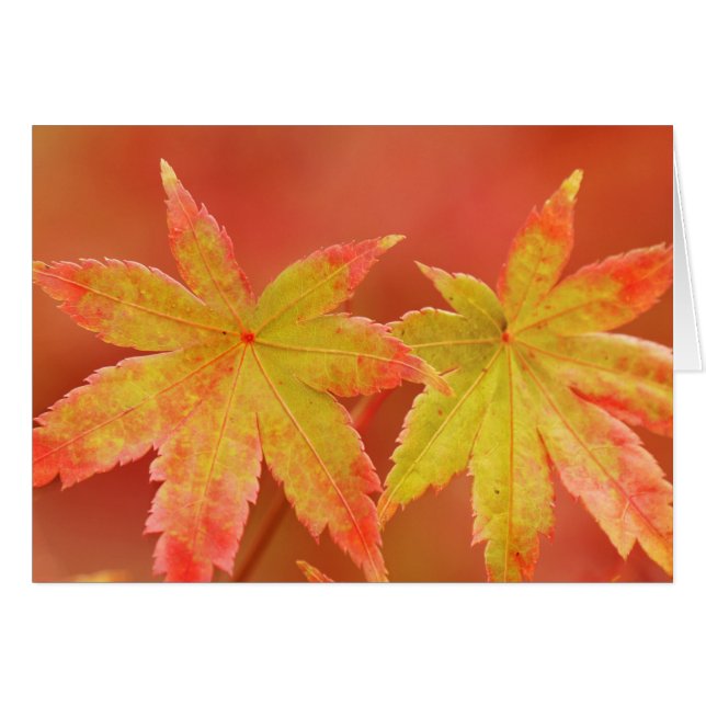 Twee Japanse aple Leaves (Voorkant Horizontaal)