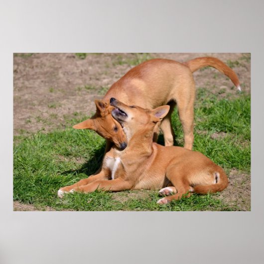 Twee jonge dingo's poster (Voorkant)