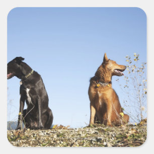Twee jonge honden kijken in tegengestelde richting vierkante sticker
