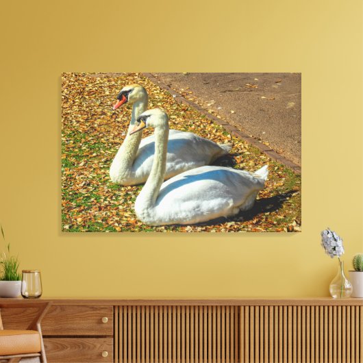 Twee jonge zwanen in het najaar canvas afdruk (Insitu (Woonkamer))
