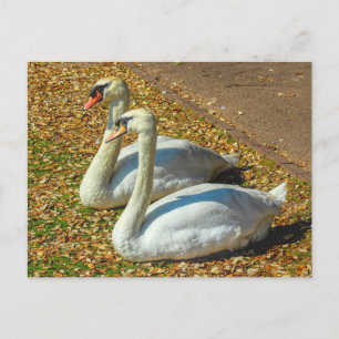 Twee jonge Zwans in de herfst zonlicht. Briefkaart