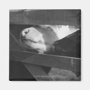 Twee kalveren steken hun neus door de kloof in magneet