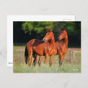 Twee kartonnen paarden in het veld briefkaart