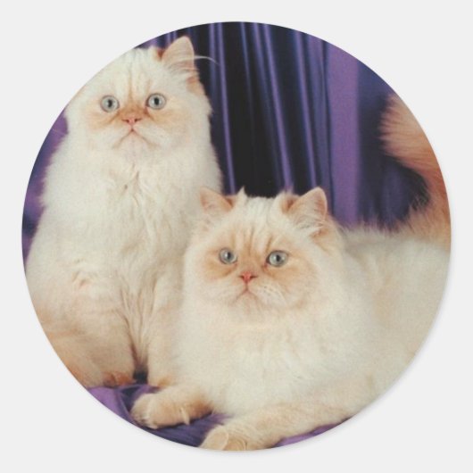 Twee katten die poseren ronde sticker (Voorkant)