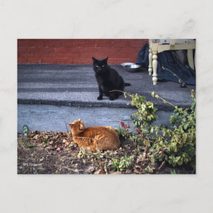 Twee katten in de tuin briefkaart