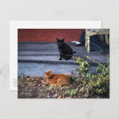 Twee katten in de Yard Briefkaart (Voorkant / Achterkant)