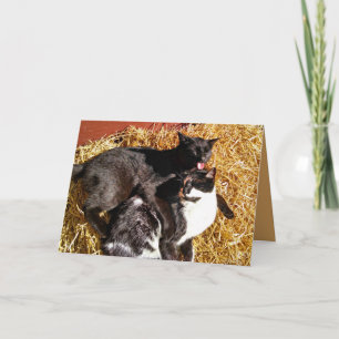 Twee katten in liefde Wenskaart Kaart