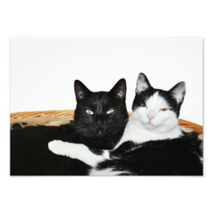Twee katten in liefdesfoto-Prints Foto Afdruk