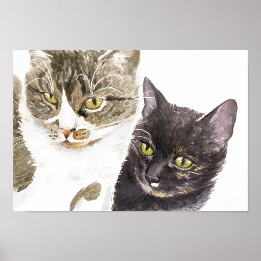 Twee katten - tabby en tortie poster (Voorkant)
