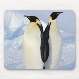 Twee keizerpinguïns in Antarctica Muismat
