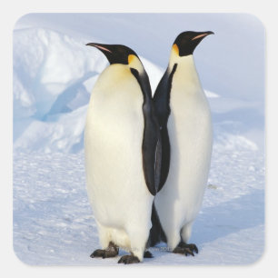 Twee keizerpinguïns in Antarctica Vierkante Sticker