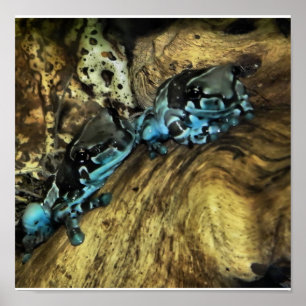 twee kikkers hangen uit druk poster