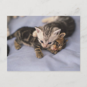 Twee kittens briefkaart