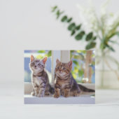 Twee Kittens Briefkaart (Staand voorkant)