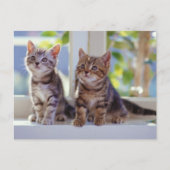 Twee Kittens Briefkaart (Voorkant)