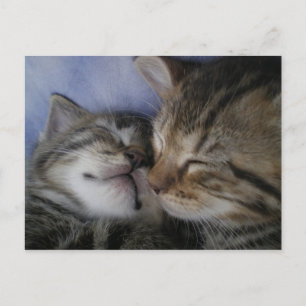 Twee kittens briefkaart