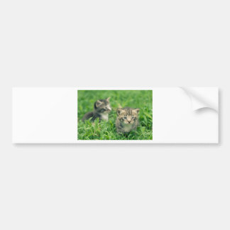 Twee kittens in het gras bumpersticker