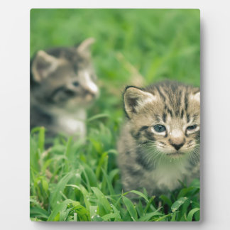 Twee kittens in het gras fotoplaat