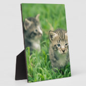 Twee kittens in het gras fotoplaat (Zijkant)