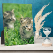 Twee kittens in het gras fotoplaat (Zijkant)