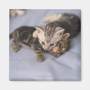Twee kittens magneet