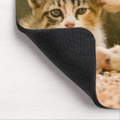 Twee kittens, Marokko Muismat (Hoek)