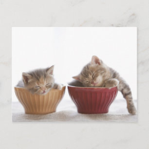 Twee Kittens slapen in Bowls Briefkaart