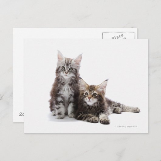 Twee kittens van Maine Coon cat Briefkaart (Voorkant / Achterkant)