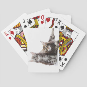 Twee kittens van Maine Coon cat Speelkaarten
