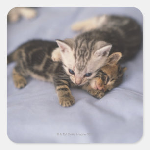 Twee kittens vierkante sticker