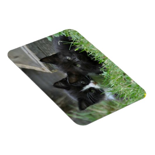 Twee Kittens zij aan zij Magneet (Rechterzijde)