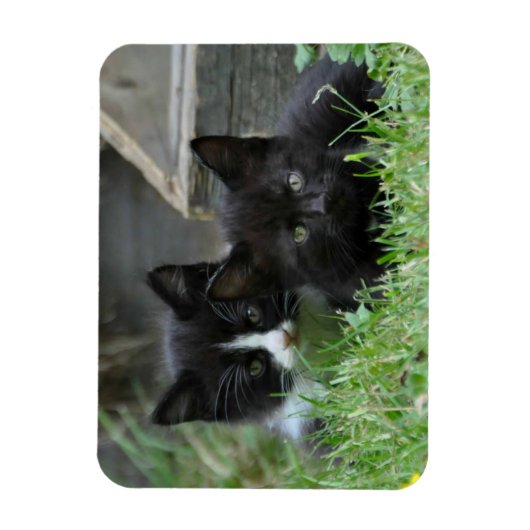 Twee Kittens zij aan zij Magneet (Verticaal)
