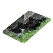 Twee Kittens zij aan zij Magneet (Linkerzijde)