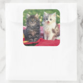 Twee Kittens zitten op een rood-gekleurde wand Vierkante Sticker (Tas)
