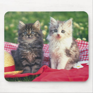 Twee Kittens zitten op een roodkleurige wand Muismat