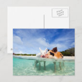 Twee kleine biggen briefkaart (Voorkant / Achterkant)