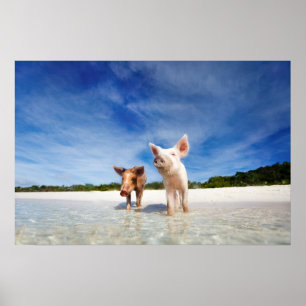 Twee kleine biggen poster