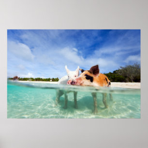 Twee kleine biggen poster