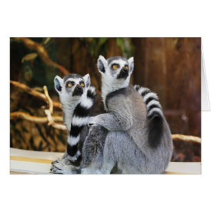 Twee kleine Lemurs