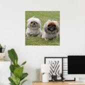 Twee kleine pekingese poster (Thuiskantoor)