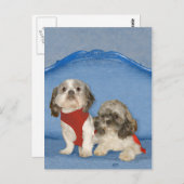 Twee kleine Shih Tzu-reddingsprogramma's Briefkaart (Voorkant / Achterkant)