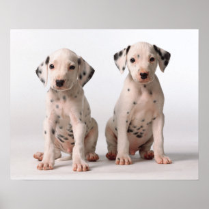 Twee kleine zwarte en witte Dalmatische Puppies Poster