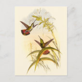 Twee kleurige Hummingvogels die op dezelfde bloem Briefkaart (Voorkant)